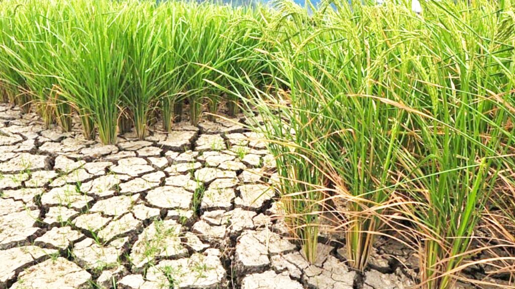 Climate-resilient Agriculture