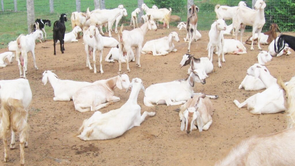 Sustainable Goat Farming