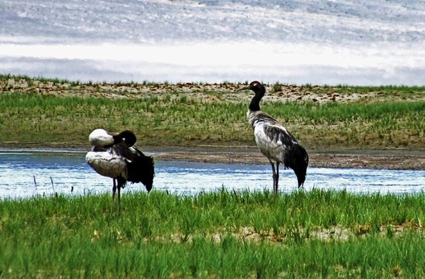 Preserving the endangered birds - A duo of black-necked cranes spotted along the banks of the Indus River near Nyoma in the vast Changthang plains of Ladakh