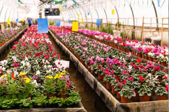 Unlocking the Potential of Orchid Farming
