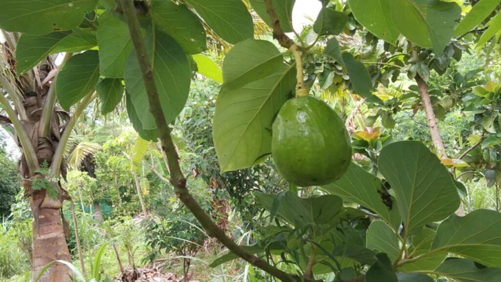 Cultivating Avocado through Natural Farming