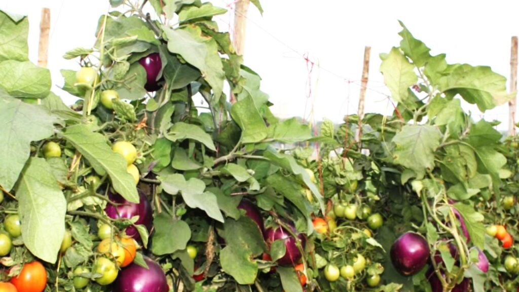Grafting Produces Brimato by Combining Brinjal and Tomato Stems