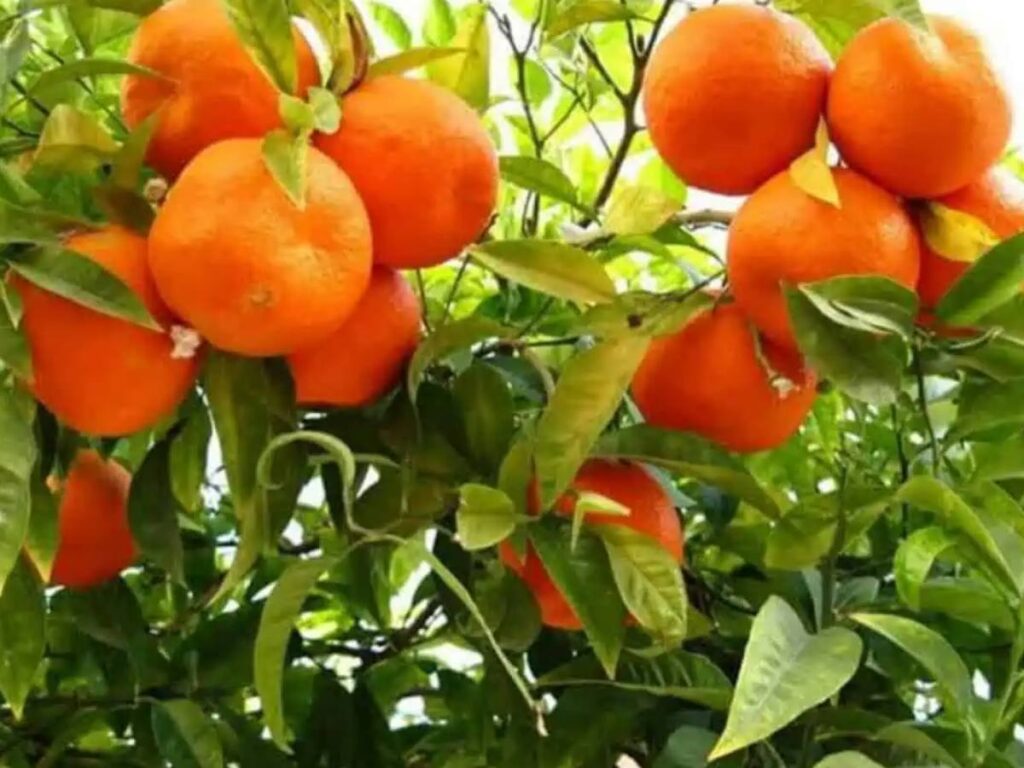 Organic Oranges from Meghalaya Exported to the Middle East