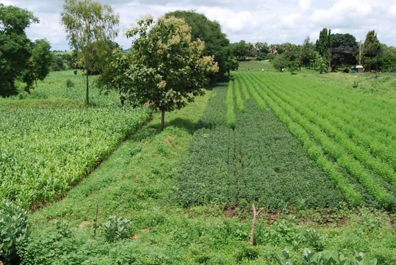 The Future of Agriculture - Organic Farming in India Revving Up