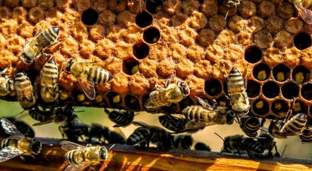 From Hive to Market - India Setting New Standards in Honey Production