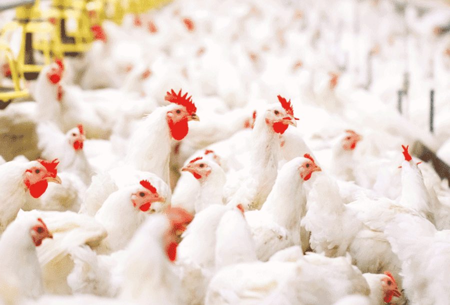 Navigating the Future of Poultry Farming in India