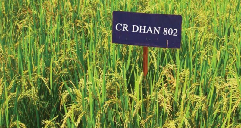 CR Dhan 802 – A Climate-Smart, Multi-Trait Rice - Blueprint for Agricultural Resilience