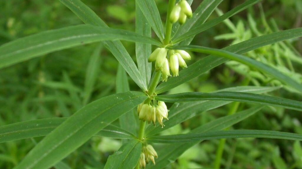 Polygonatum Verticillatum - The Future of Longevity - Ayurvedic Breakthroughs in Anti-Aging and Cellular Rejuvenation