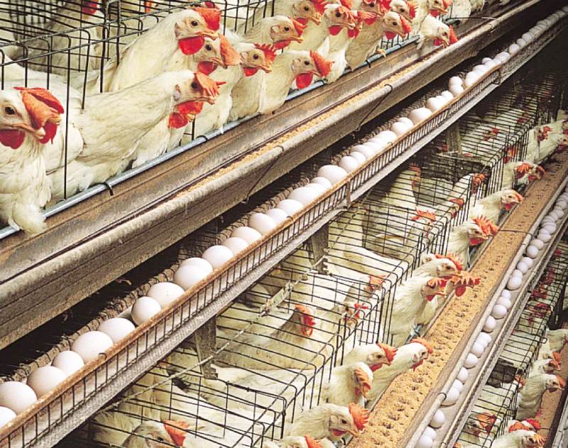 India’s Poultry Revolution - Safety, Scale, and Sustainable Action Can Accelerate Growth