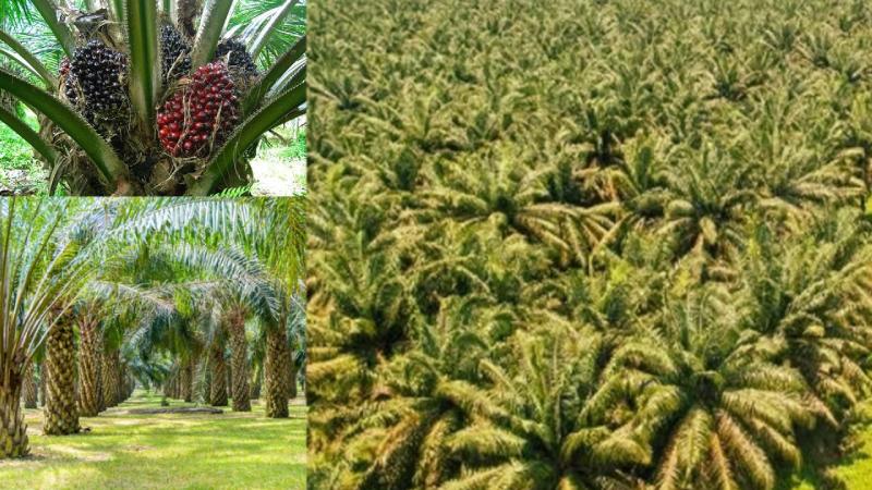 Expanding Oil Palm Cultivation Can Secure India’s Edible Oil Needs