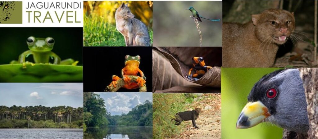 Jaguarundi Travel Is Inspiring a Global Movement in Nature-Based Tourism