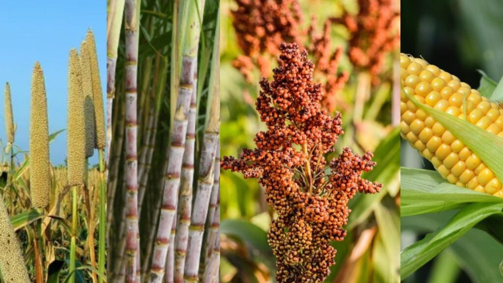 Agriculture at the Crossroads - Feeding and Healing the Planet Through C4 Crops