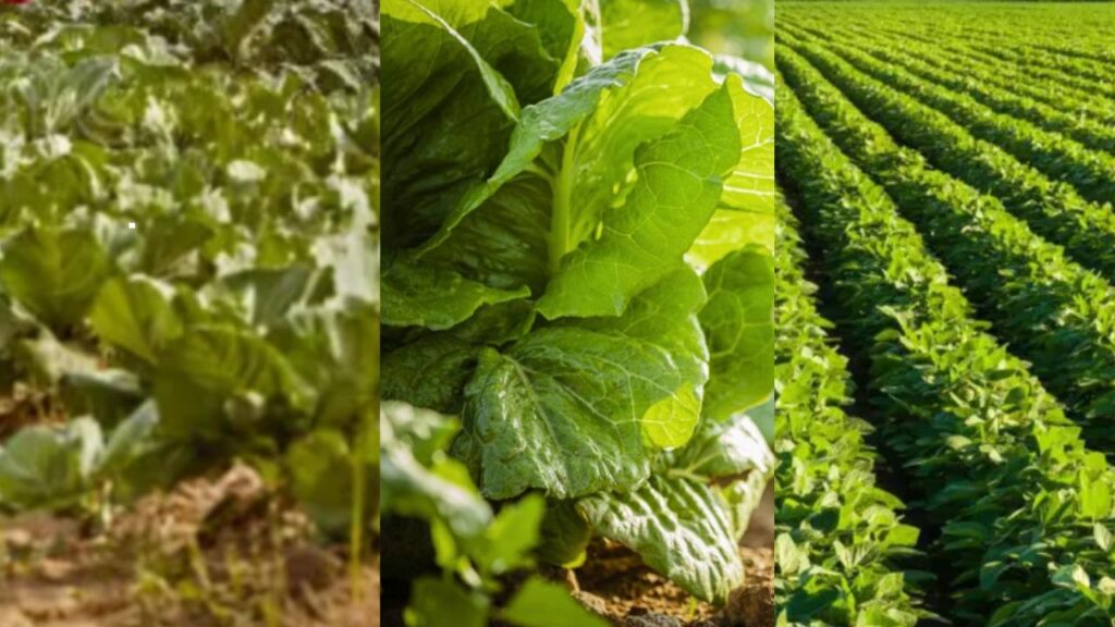 Progressive Farming Strategies for Food Security - Balancing Yields and Soil Health in Agriculture
