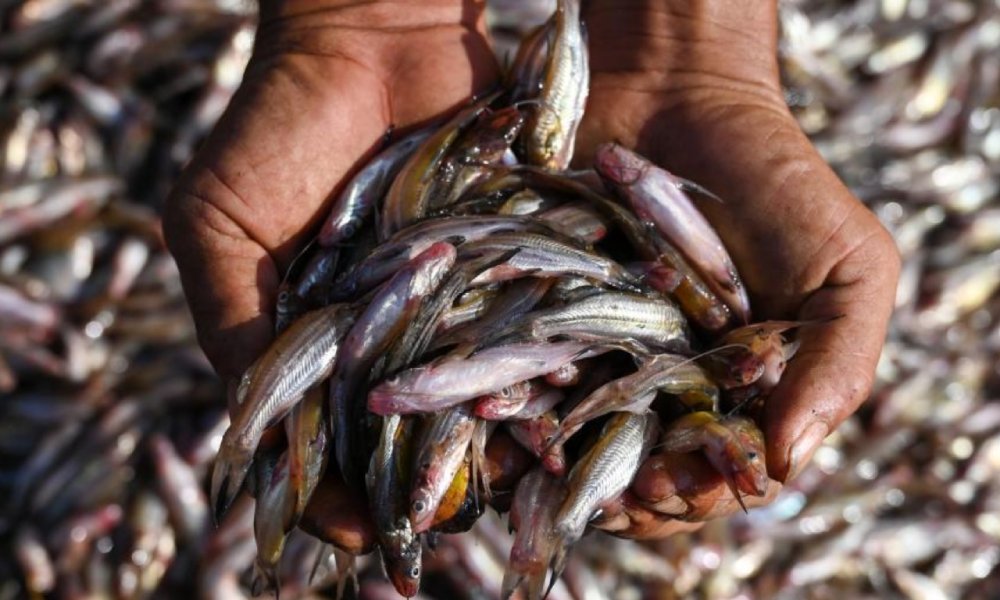 Aquatic Food Systems Can Tackle Global Hunger, Malnutrition, and Livelihoods