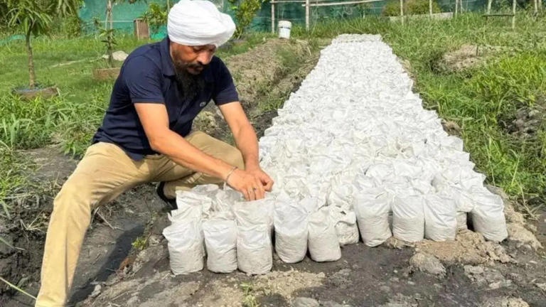 Empowering Farmers Through Sustainable Mango Farming