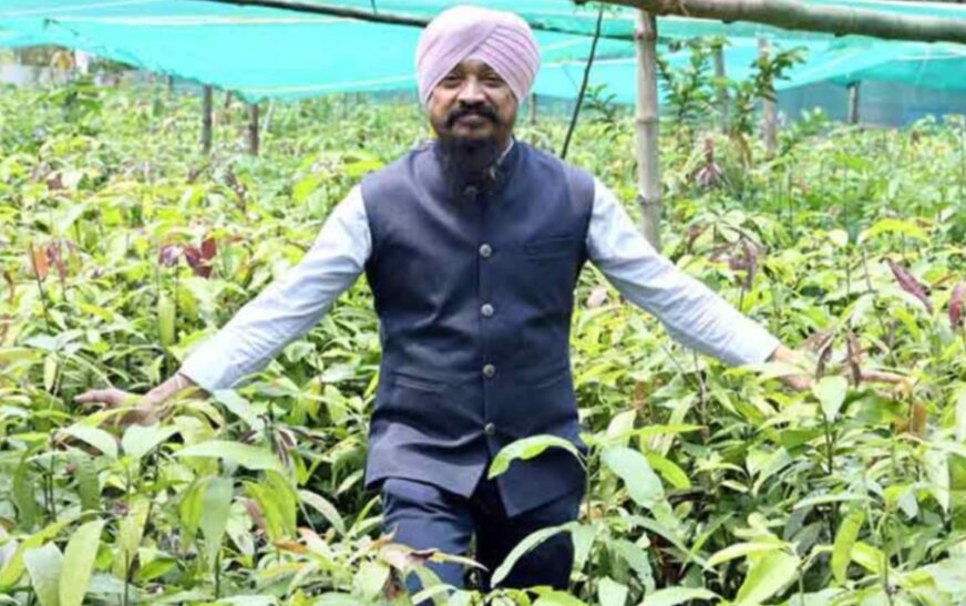 Building Climate Resilience Through Mango Saplings