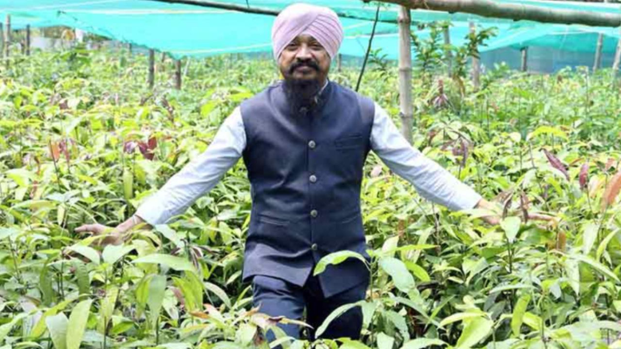 Building Climate Resilience Through Mango Saplings